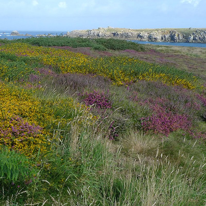 Maintien en l'état de la nature ordinaire